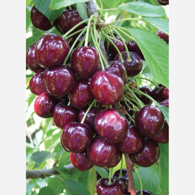 نهال گیلاس خوشه ای پس کرایه