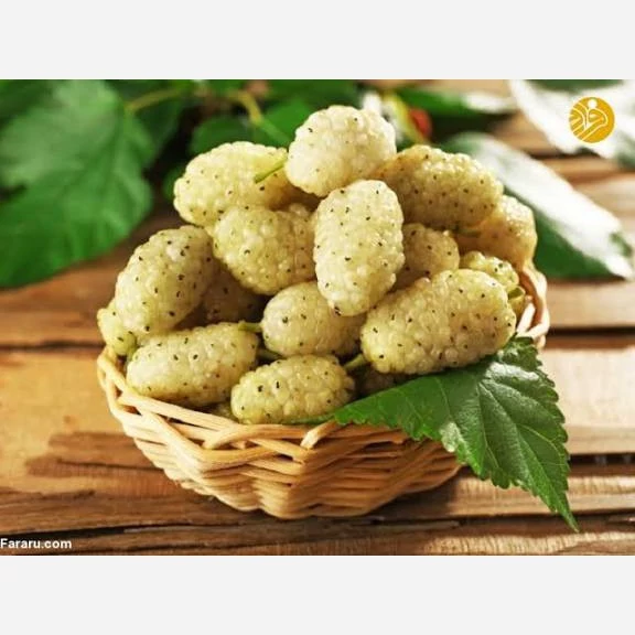 نهال توت محلی پس کرایه