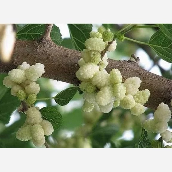 نهال توت محلی پس کرایه