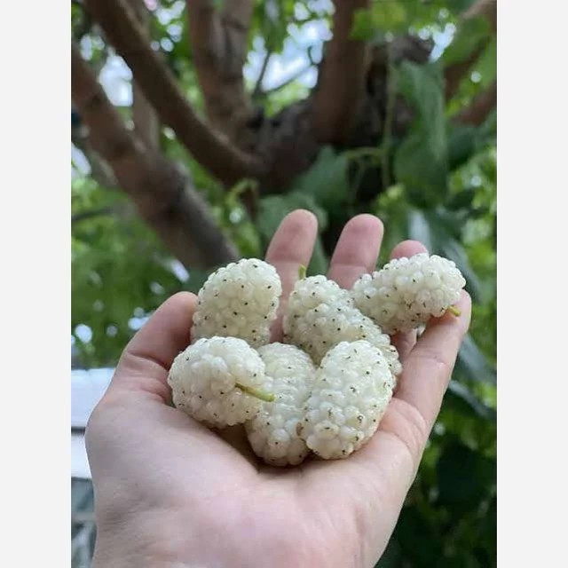 نهال توت محلی پس کرایه