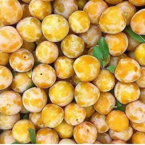 نهال آلو قطر طلا پس کرایه