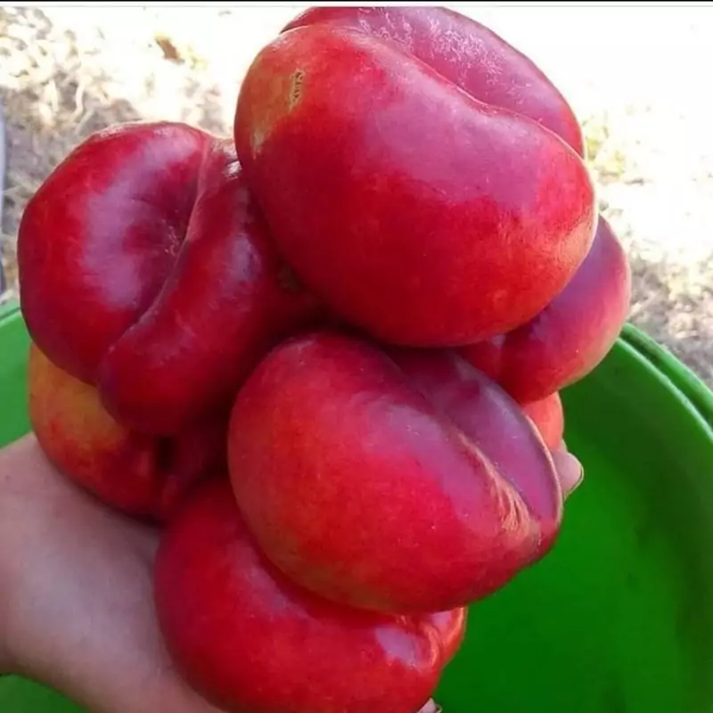 نهال شلیل انجیری پس کرایه
