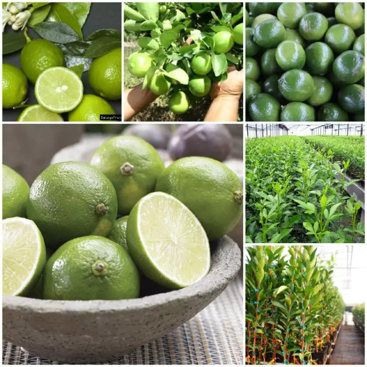 نهال لیمو ترش پس کرایه