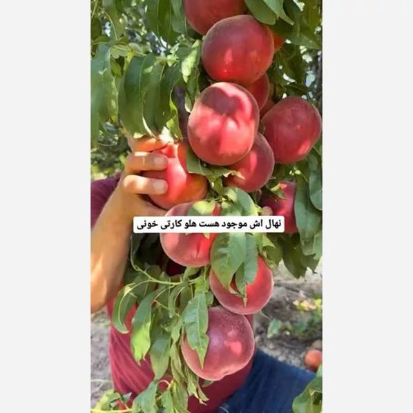 نهال هلو کارتی پس کرایه