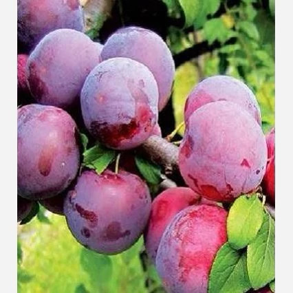 نهال آلو سانتریزه پس کرایه