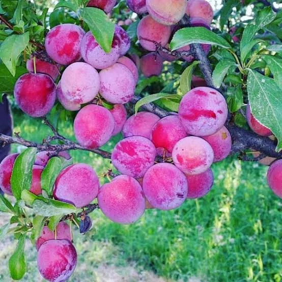 نهال آلو سانتریزه پس کرایه