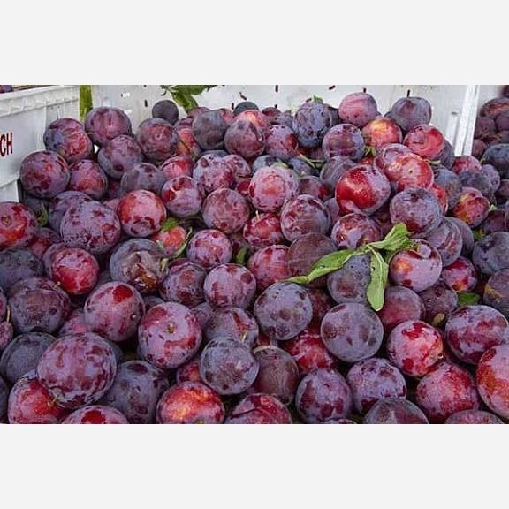 نهال آلو سانتریزه پس کرایه