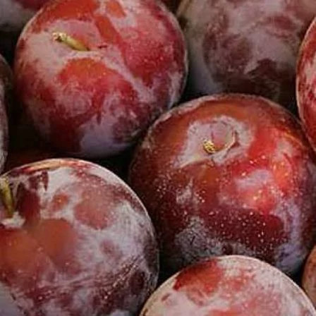 نهال آلو سانتریزه پس کرایه