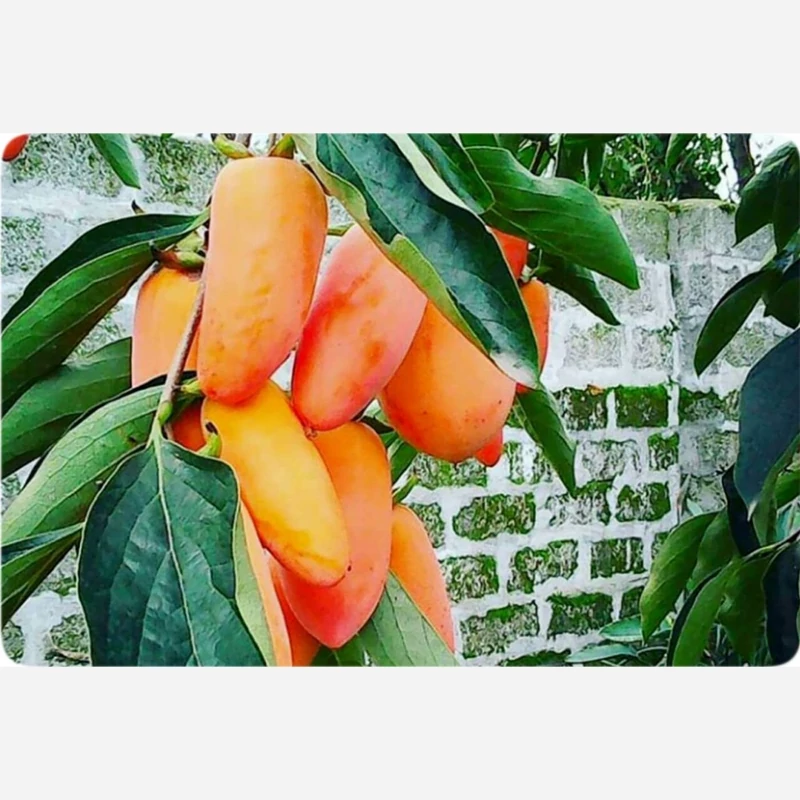 نهال خرمالو موزی پس کرایه