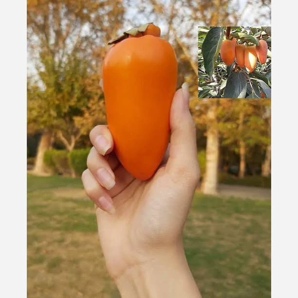 نهال خرمالو موزی پس کرایه