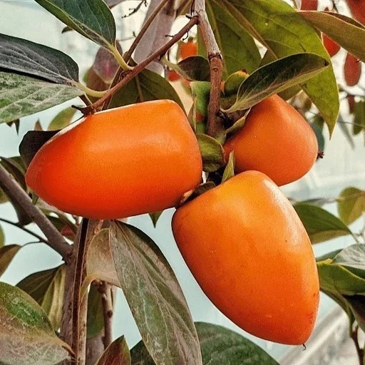 نهال خرمالو موزی پس کرایه