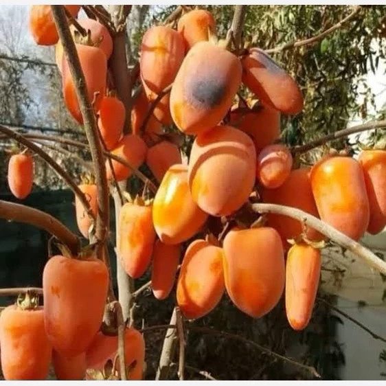 نهال خرمالو موزی پس کرایه