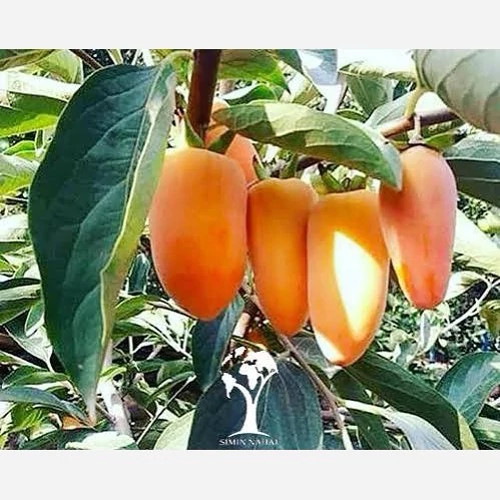 نهال خرمالو موزی پس کرایه