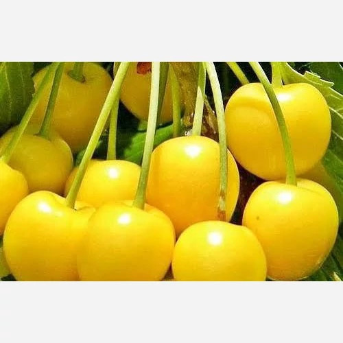 نهال گیلاس زردتک دانه پس کرایه