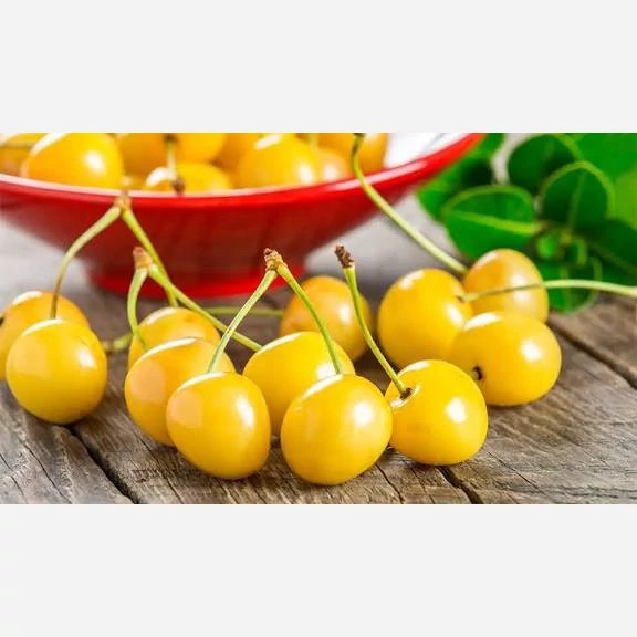 نهال گیلاس زردتک دانه پس کرایه