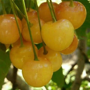 نهال گیلاس زردتک دانه پس کرایه