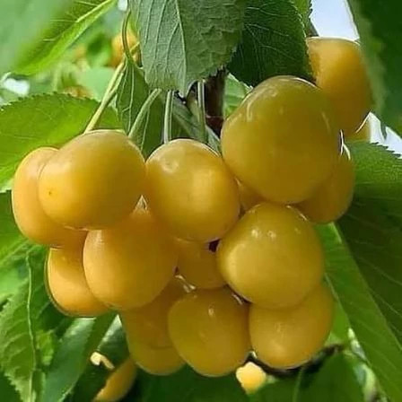 نهال گیلاس زردتک دانه پس کرایه