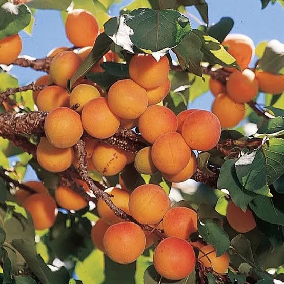 نهال زردآلو پرتقالی خوشرنگ و درشت پس کرایه
