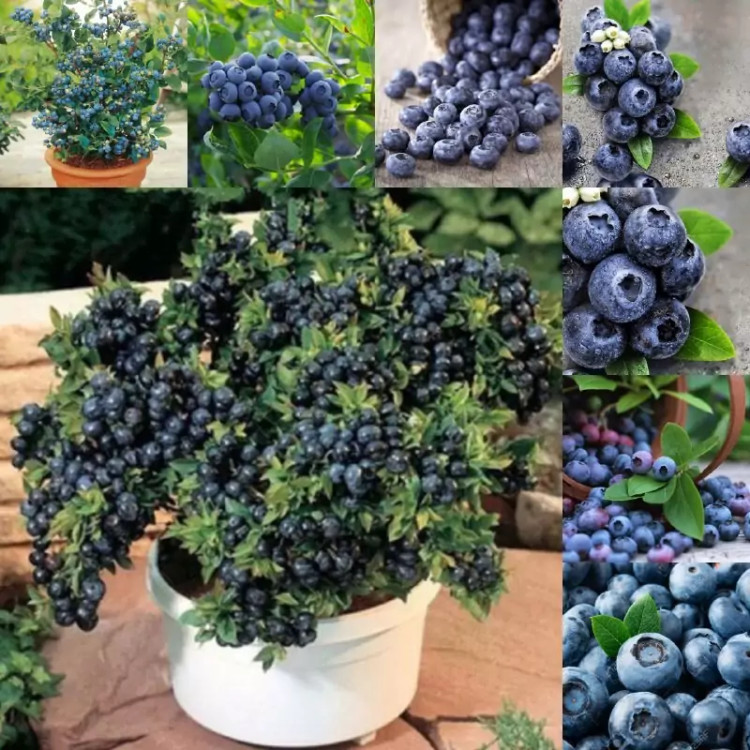 نهال بلوبری مناسب برای مناطق سردسیر پس کرایه