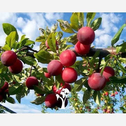 نهال آلو گوجه قرمز آمریکایی پس کرایه