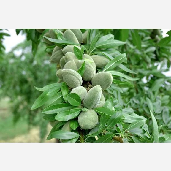 نهال بادام خوشه ای پس کرایه