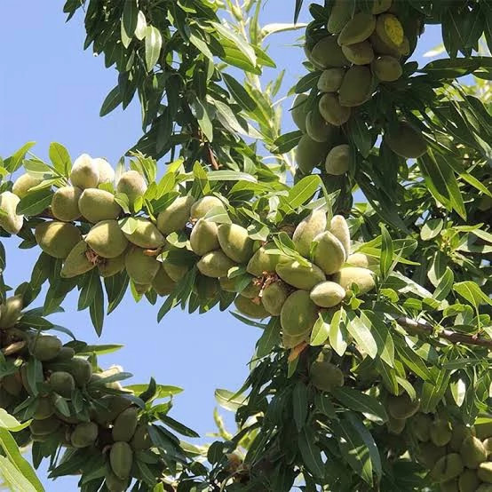 نهال بادام خوشه ای پس کرایه