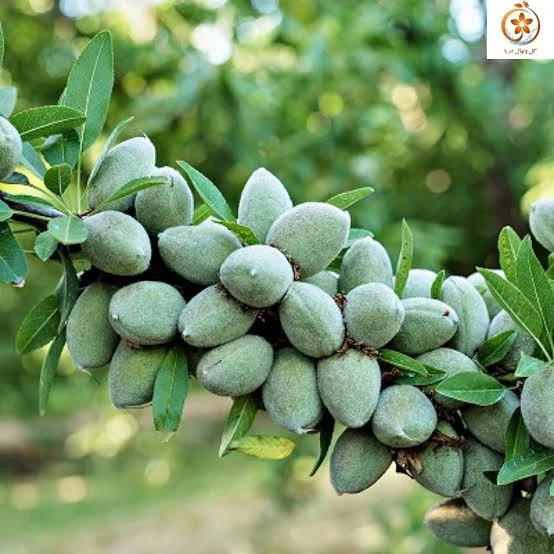 نهال بادام خوشه ای پس کرایه