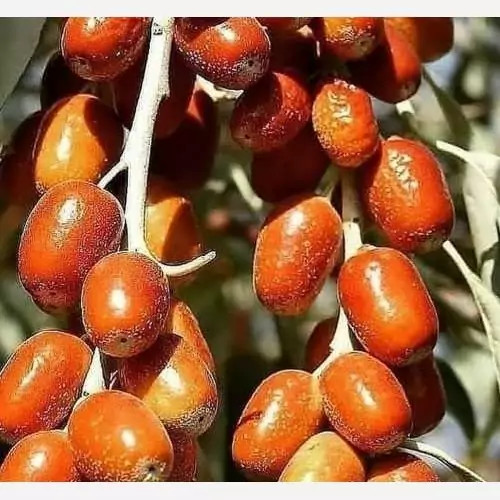 نهال سنجد محلی پس کرایه
