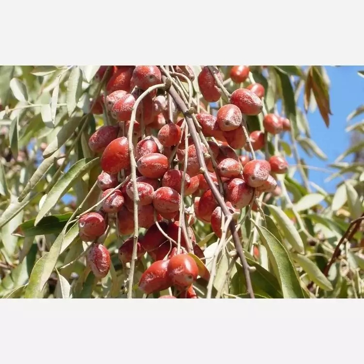نهال سنجد محلی پس کرایه