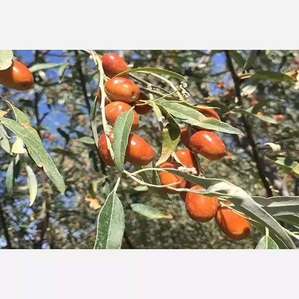 نهال سنجد محلی پس کرایه