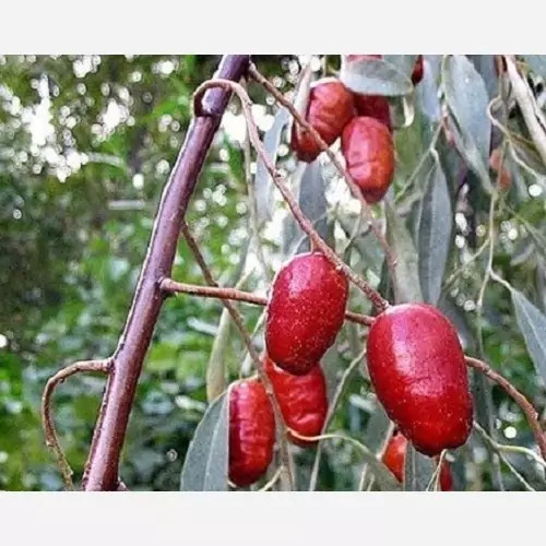 نهال سنجد محلی پس کرایه