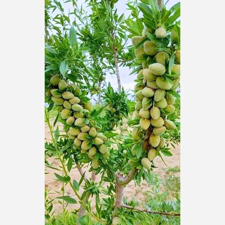 نهال بادام یلدا پس کرایه