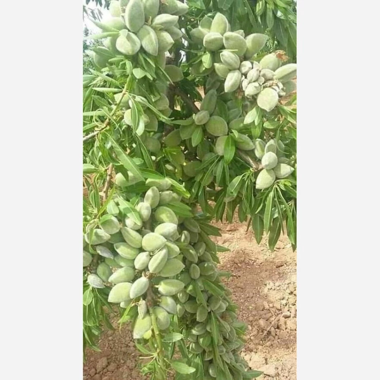 نهال بادام یلدا پس کرایه