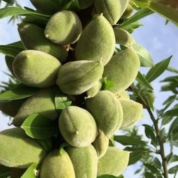 نهال بادام یلدا پس کرایه