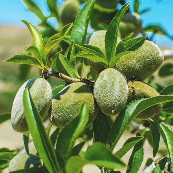 نهال بادام مامایی پس کرایه