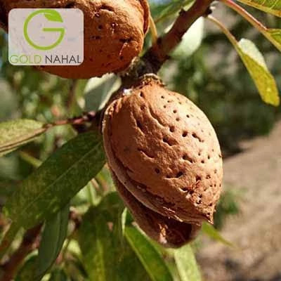 نهال بادام فرانیس دیر گل پس کرایه