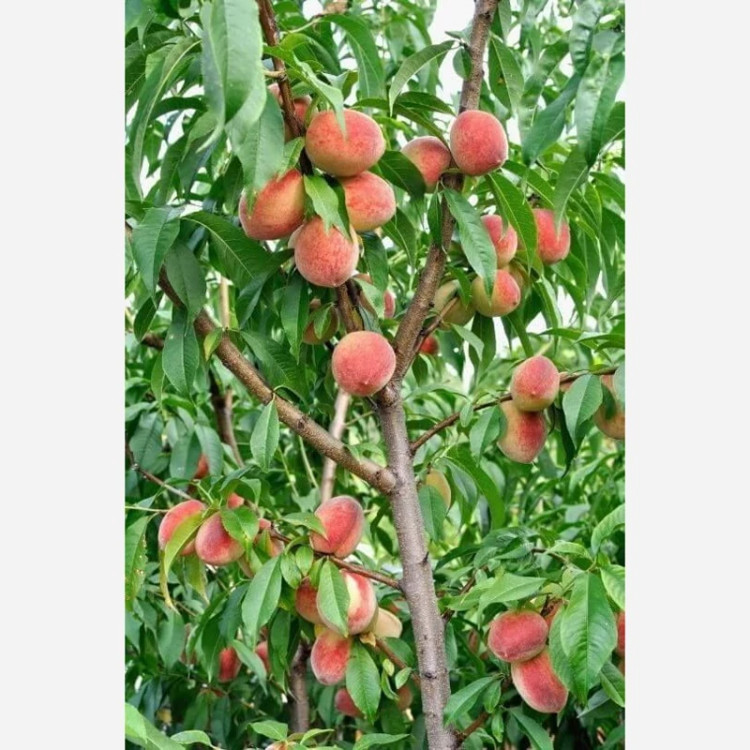 پک نهال همه رقم 10 عدد نهال