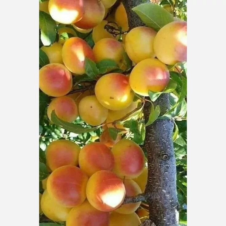 پک نهال همه رقم 10 عدد نهال