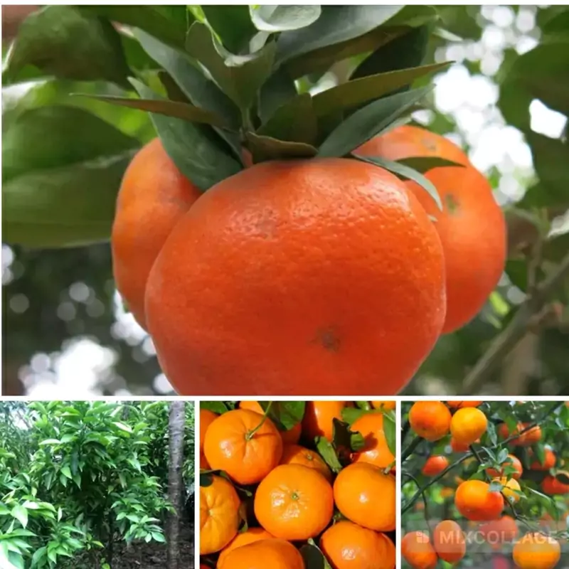 نهال نارنگی تایوانی
