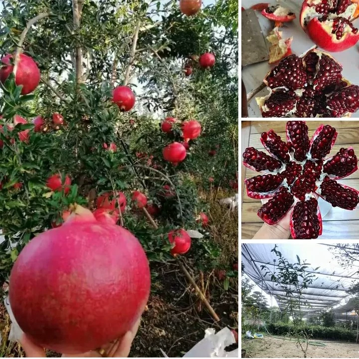 نهال انار درشت شیرین هیبرید