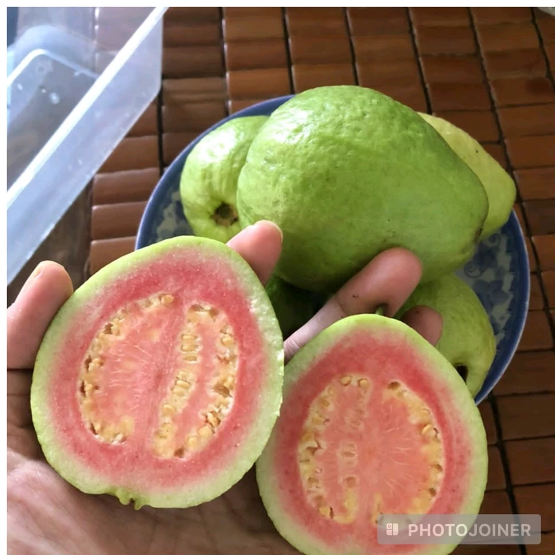 نهال گواوا درشت ویتنام کم دانه
