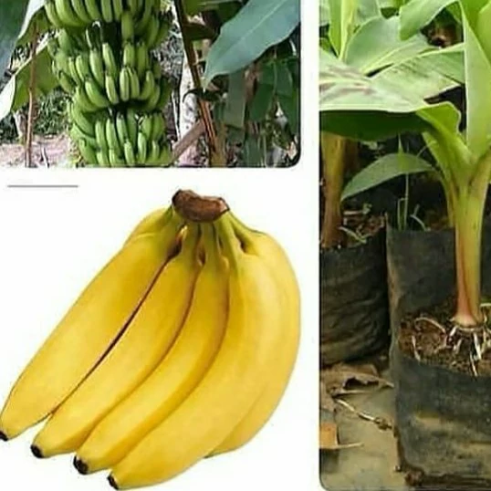 نهال موز  کاوندیش