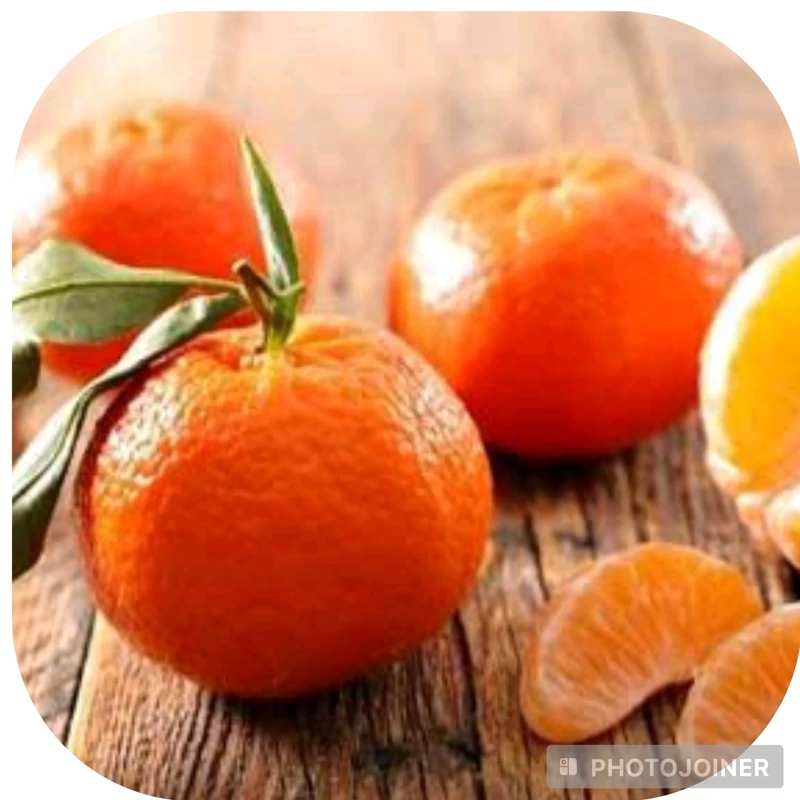 نهال نارنگی یافا