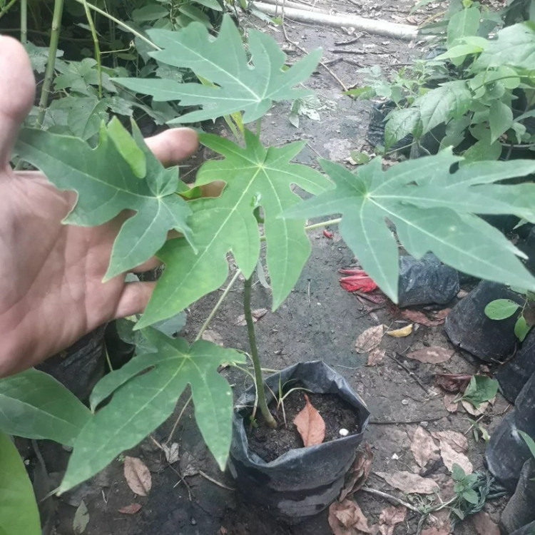 نهال پاپایا ردلیدی