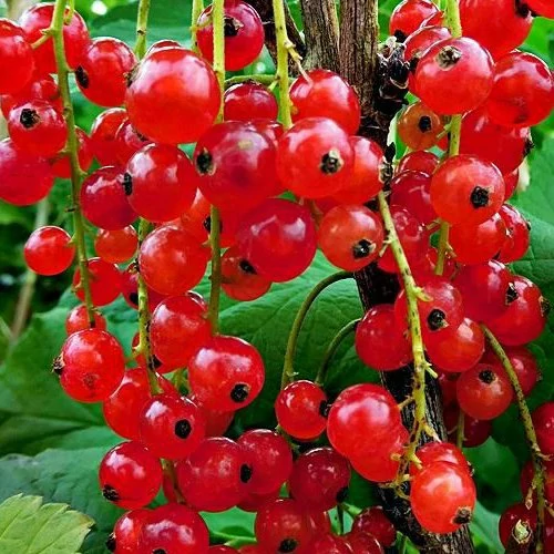 نهال کارنت قرمز