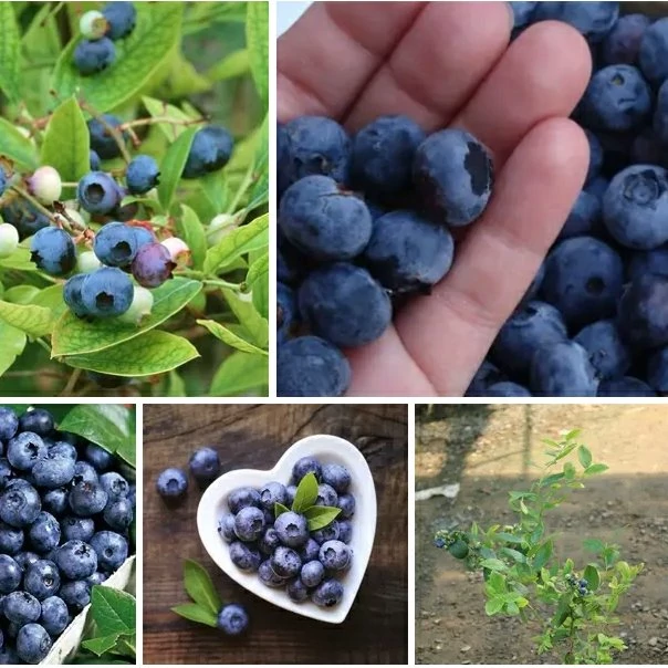 نهال بلوبری دوک