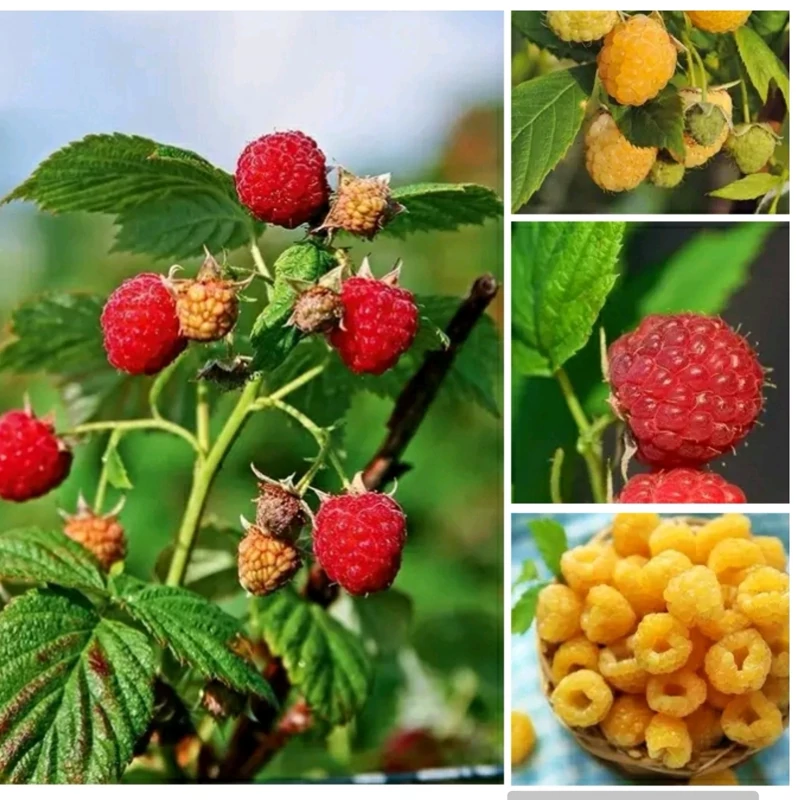 پکیج دو رنگ نهال رازبری معطر
