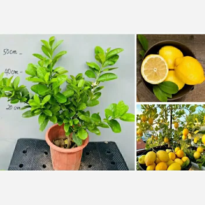 نهال لیمو ترش یوریکا