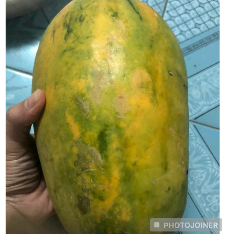 نهال پاپایا غول آسا