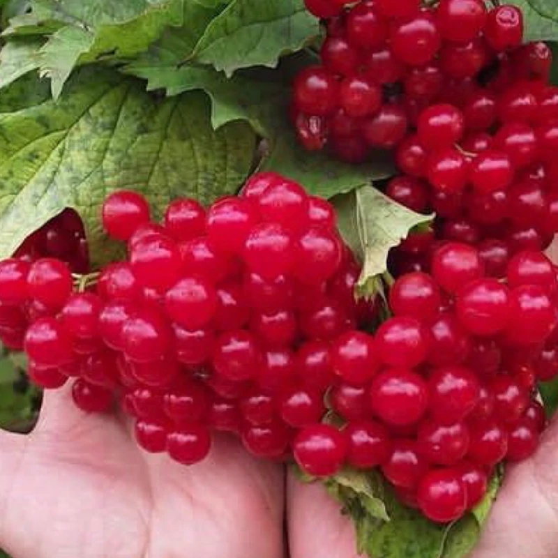 نهال انگور کارنت خوشه ای